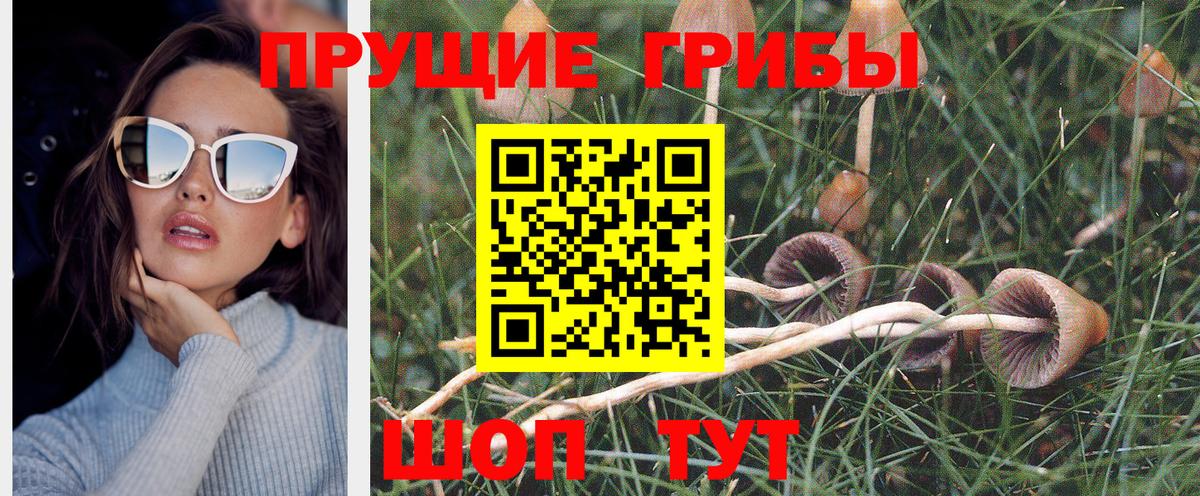 Галлюциногенные грибы Psilocybe Егорьевск